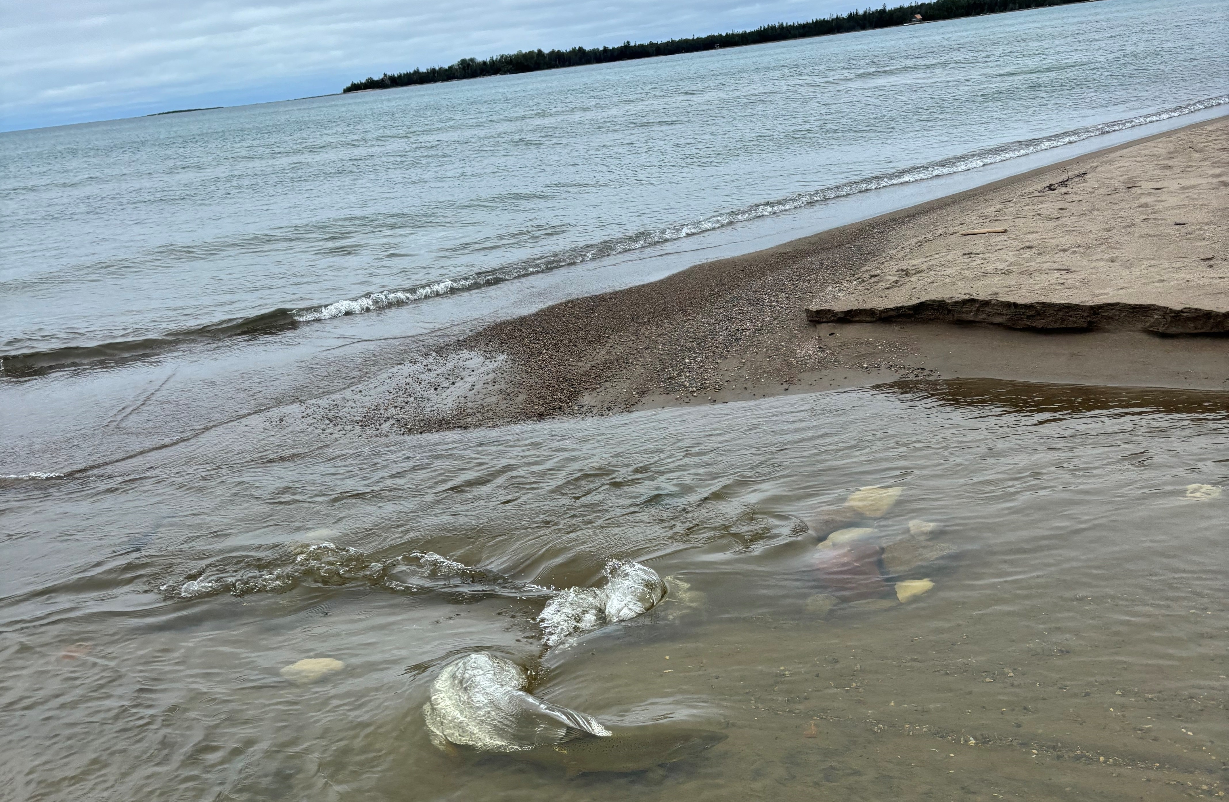 salmon spawning